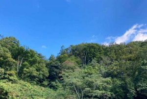 夏と見せかけて春の写真です