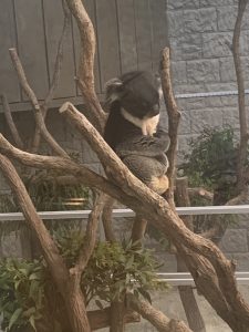 コアラ