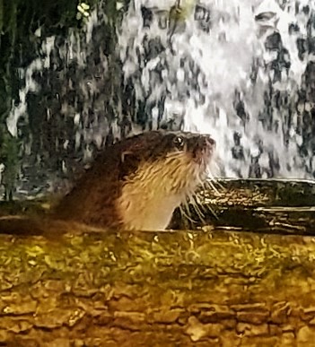 カワウソ