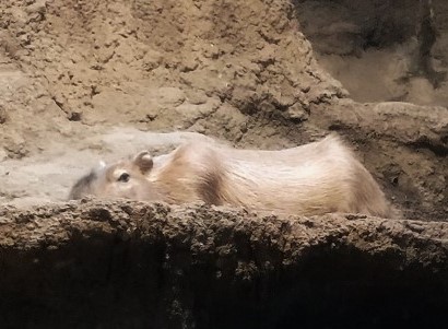 岩肌に潜んで微動だにしないカピバラ