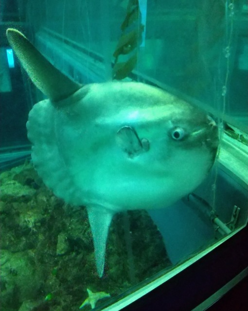 マンボウ