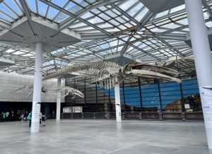 IMG_6338