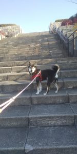 ③