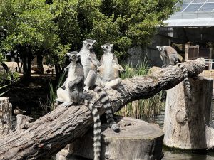 ワオキツネザル