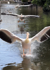 ペリカン