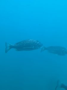 IMG_2934