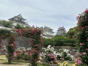 昨年のバラの季節の福山城