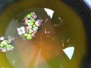 大人のメダカ。水草の根っこに卵を産みます。