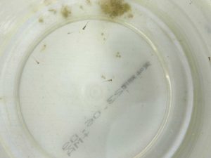 赤ちゃんメダカ。上の緑に卵があります。