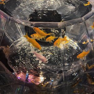 3c6e4f36-8c7b-4846-ade3-f8acf9de81e7