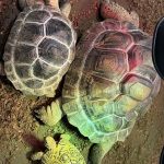 79c3ae0d-ec19-4444-ab5d-cfbf1a4e3a1b