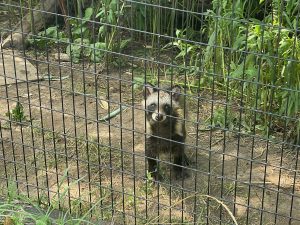 エゾタヌキ 赤ちゃんに会えたことも