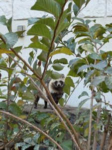 エゾタヌキ 目が合うとうれしい