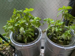 photo_1